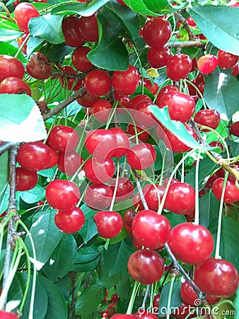 A cherry tree branch Stock Photo