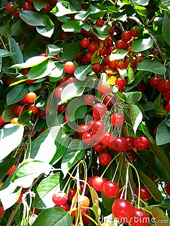 A cherry tree branch in the light of sun Stock Photo