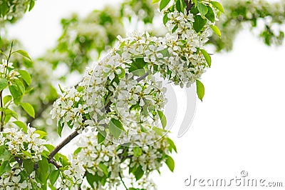 Branches of a blooming cherry Stock Photo