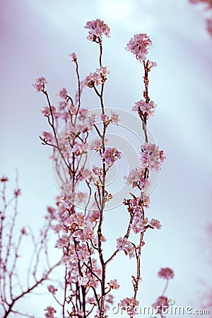 Cherry tree branches in bloom. Vintage soft post processing Stock Photo