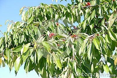 A cherry tree Stock Photo