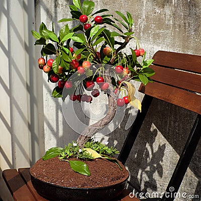 Cherry tree from clay, handmade bonsai Stock Photo