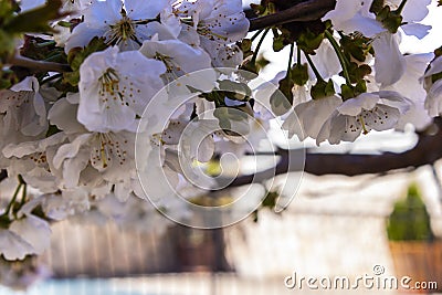 Cherry tree close up Stock Photo