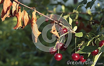 Cherry-tree diseases. Cherry Leaf Scorch. Erwinia amylovora. Dangerous bacteria infects leaves Stock Photo