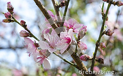 Cherry Tree flowers, Cherry Blossom Festival, Georgia USA Stock Photo