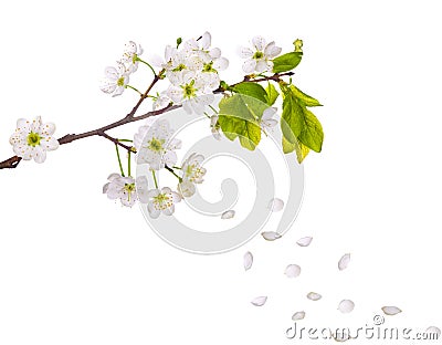 Cherry tree flowers and falling petals Stock Photo