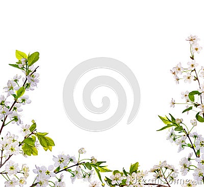 Cherry-tree flowers half frame Stock Photo