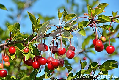 Cherry tree Stock Photo