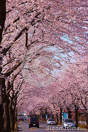 Cherry tree in full bloom of Chofu Stock Photo