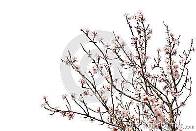 Cherry tree full of flower blossoms isolated on white Stock Photo