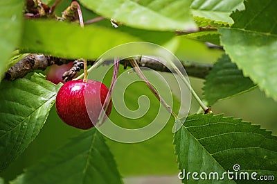 Cherry Tree Stock Photo