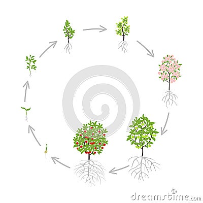 Cherry tree growth stages. Vector illustration. Ripening period progression. Cherries fruit tree life cycle animation plant Stock Photo