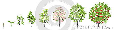 Cherry tree growth stages. Vector illustration. Ripening period progression. Cherries fruit tree life cycle animation plant Stock Photo