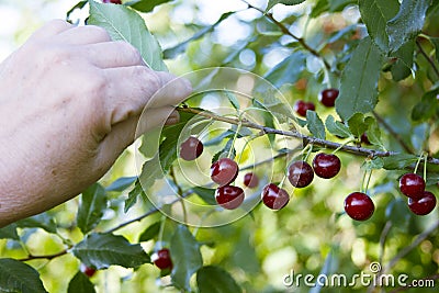 Cherry tree at the harvest season. Hand of senior is holding branch of the red ripe cherry Stock Photo