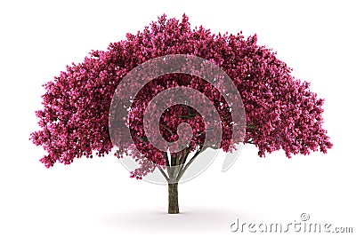 Cherry tree isolated on white background Stock Photo