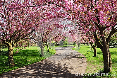 Cherry Tree Path Stock Photo