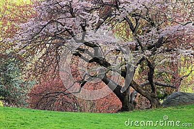 Cherry Tree (Prunus sargentii) Stock Photo