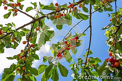 A cherry tree with reddening ripening fruits against a blue sky. Delicious fresh berry in the lazy garden Stock Photo