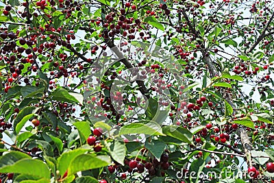 Cherry tree with ripe berries Stock Photo