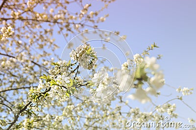 Close up of a cherry blossom Stock Photo