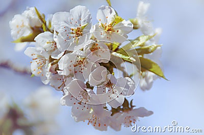 Close up of a cherry blossom Stock Photo