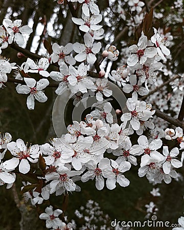 Cherry Tree in Spring Stock Photo