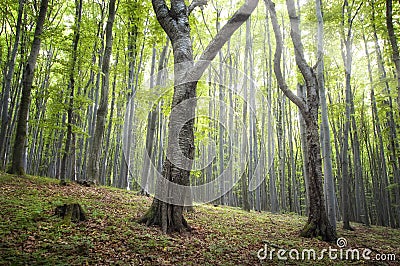 Cherry tree trunks in green forest in summer Stock Photo