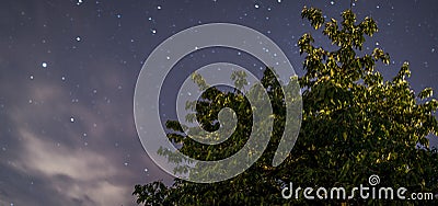 Cherry tree under a beautiful starry sky Stock Photo