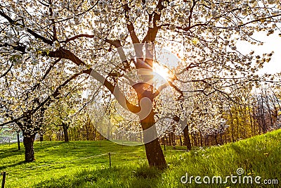 Cherry tree Stock Photo