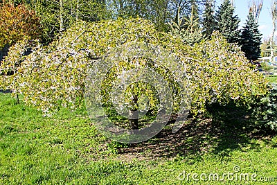 Cherry tree with white spring blossom in park Stock Photo