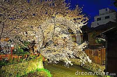Cherry Trees along Shirakawa river at night Stock Photo