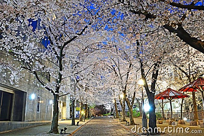 Cherry Trees along Shirakawasuji street Stock Photo