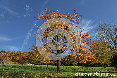 Cherry trees in autumn, Hagen, Germany Stock Photo