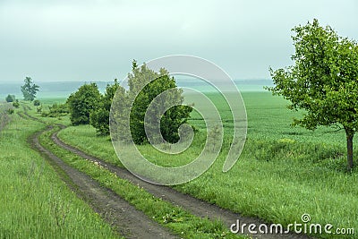 Trees with young foliage along a dirt road. Stock Photo