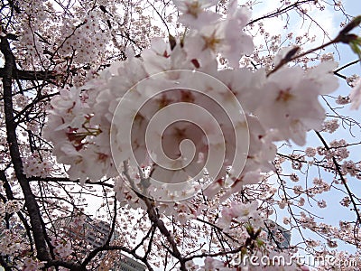 Cherry trees in the park, blossoms blooming in spring with background building and cloudy sky, Ueno park, Tokyo 2016 Stock Photo