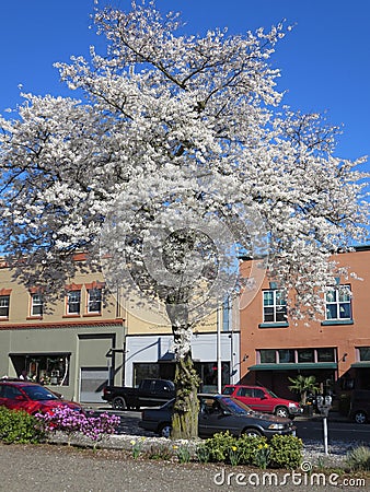 Cherry trees Stock Photo