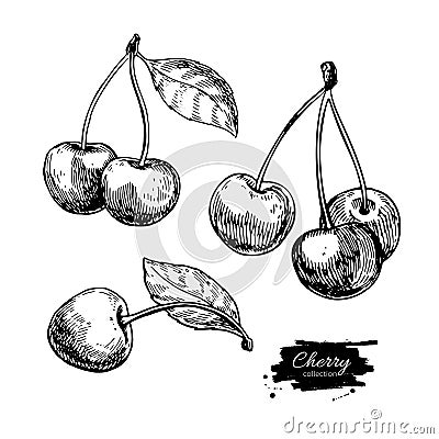 Cherry vector drawing set. Isolated hand drawn berry on white background. Summer fruit Vector Illustration