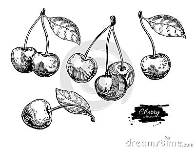 Cherry vector drawing set. Isolated hand drawn berry on white background. Summer fruit Vector Illustration