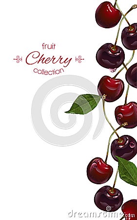 Cherry vertical banners Vector Illustration