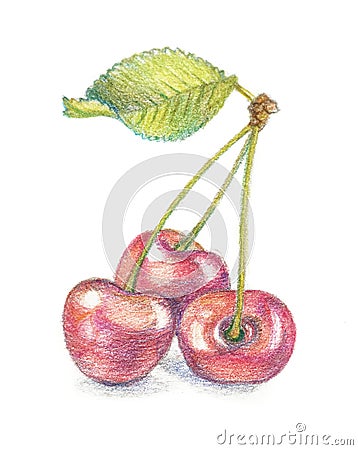 Cherry watercolor pencil illustration Cartoon Illustration