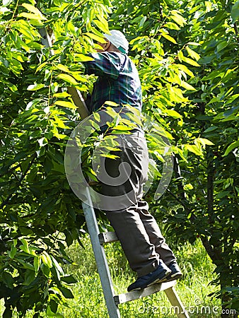 Cherry worker Editorial Stock Photo