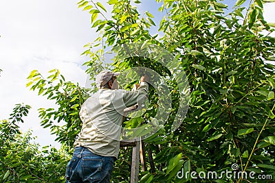 Cherry worker Editorial Stock Photo