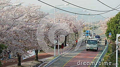 cherryblossom by the roadside Editorial Stock Photo