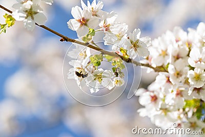Cherryblossom in spring in the sun against a clear blue sky Stock Photo