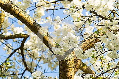 Cherryblossom in spring in the sun against a clear blue sky Stock Photo