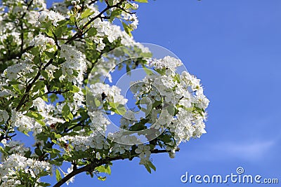Cherrywood flowers and the sky Stock Photo