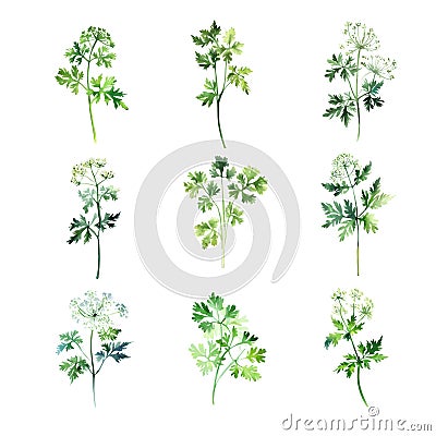 chervil.Set of vector watercolor parsley. Hand drawn illustration. Vector Illustration