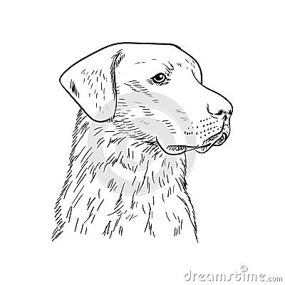 Chesapeake Bay Retriever Vector Illustration