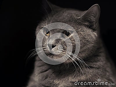 Cheshire cat. Stock Photo