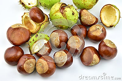 Chesnut burr split open Stock Photo